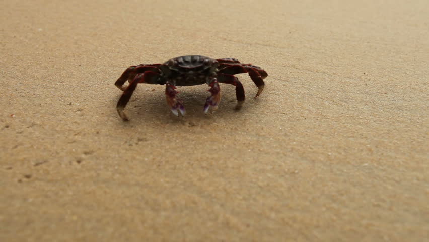 Big crab crawling along the sandy beach leaving behind footprints in the sand
