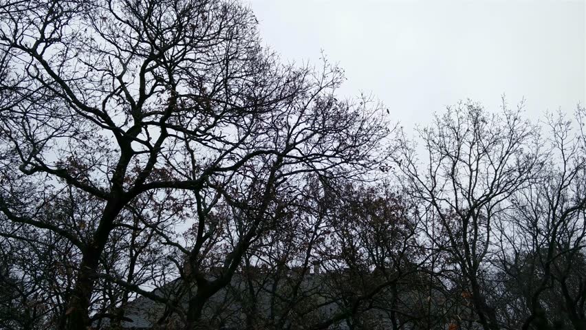 4K Late Autumn Residential Area with  Trees in a Park 2 tilt
4K 3840x2160 ultra high definition