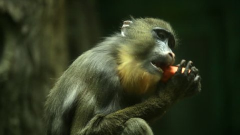 A chewing mandrill, young male, eating carrot on the blur background. Close up of a Mandrillus sphinx, expressive primate, representative of the Africa nature. Wild beauty in the amazing HD footage.