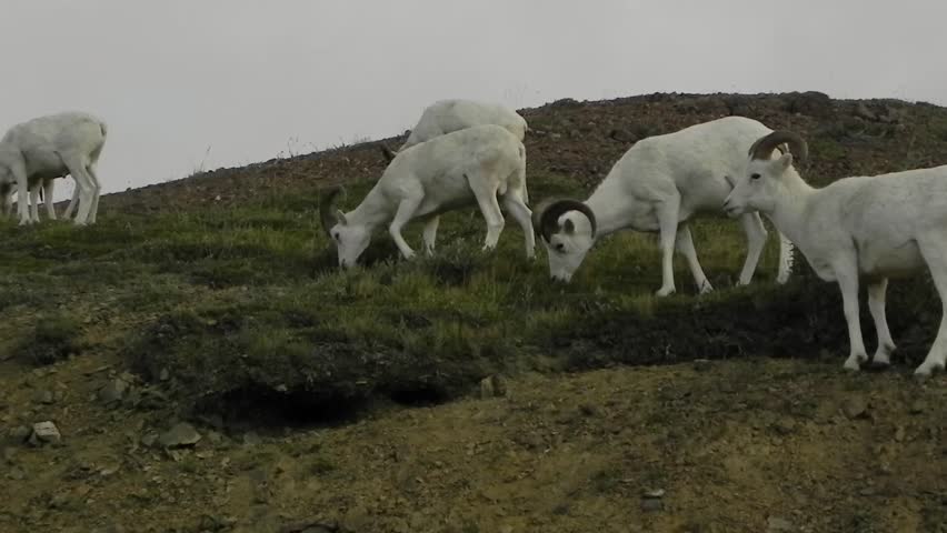 Dall Sheep rams grazing in Denali National Park, Alaska.