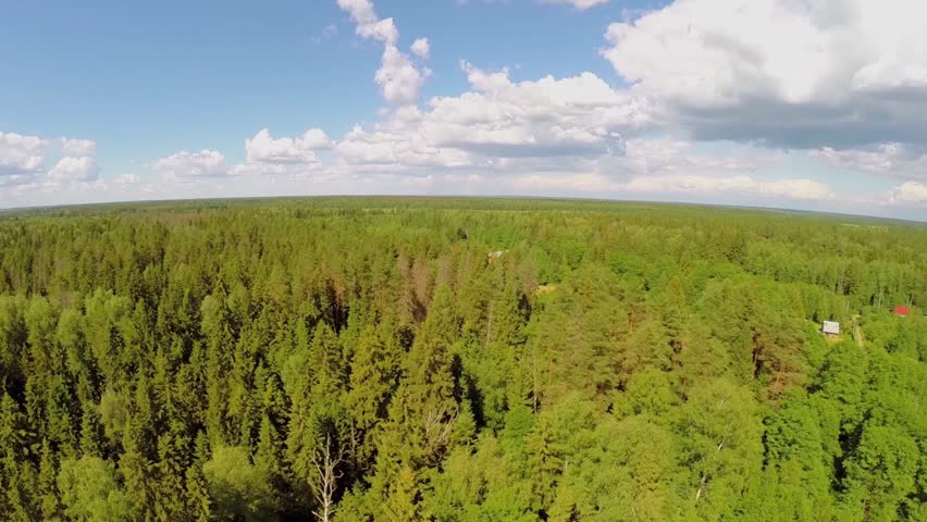 Forest around village near pond at summer sunny day. Aerial view