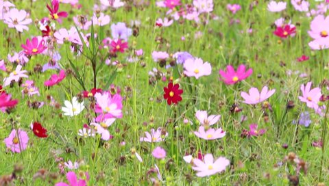 Cosmos flowers swaying in the wind. Stock Video