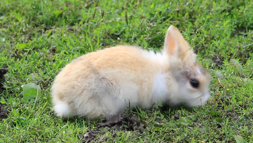 Rabbit Baby Outside On a Stock Footage Video (100% Royalty-free ...