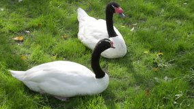 A couple of black-necked swans, Cygnus melancoryphus, grazing female and dreaming male, on the green lawn background. Representative of the South America nature. Wild beauty in the excellent HD clip.