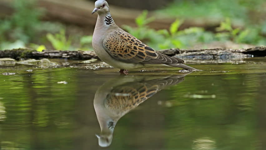 Birds Turtule Doves Drinking Water Stock Footage Video (100% Royalty ...