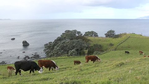 Cattle grazing on coastal farmland in New Zealand