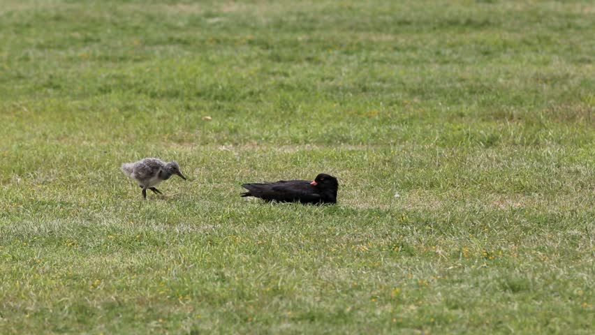 Pied oystercatcher and chick