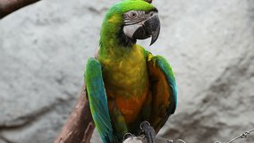 parrot macaw blue and gold, closeup