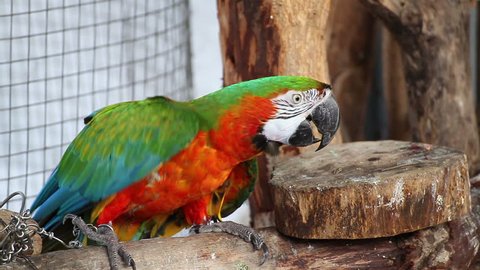 parrot macaw blue and gold, closeup Stockvideó