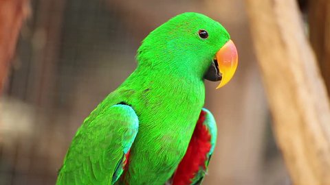 Eclectus parrot, Scientific name "Eclectus roratus" bird
