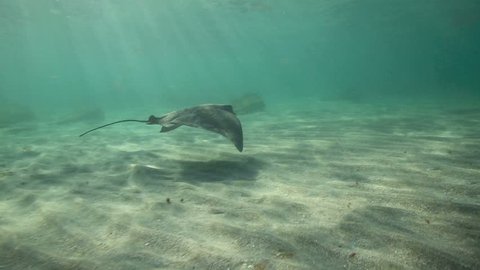 Eagle ray underwater at sandy beach