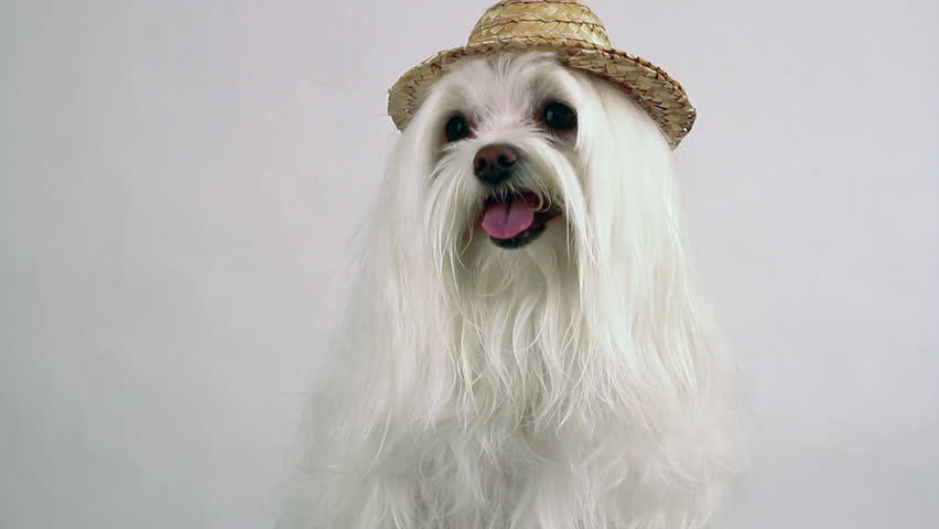 maltese long hair