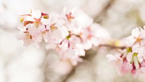 beautiful sakura flowers in spring closeup footage, shoot in raw
