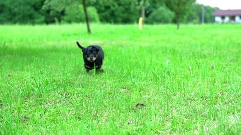 Lovely dark puppy running towards camera. Cute puppy is in green nature and is running towards camera very fast