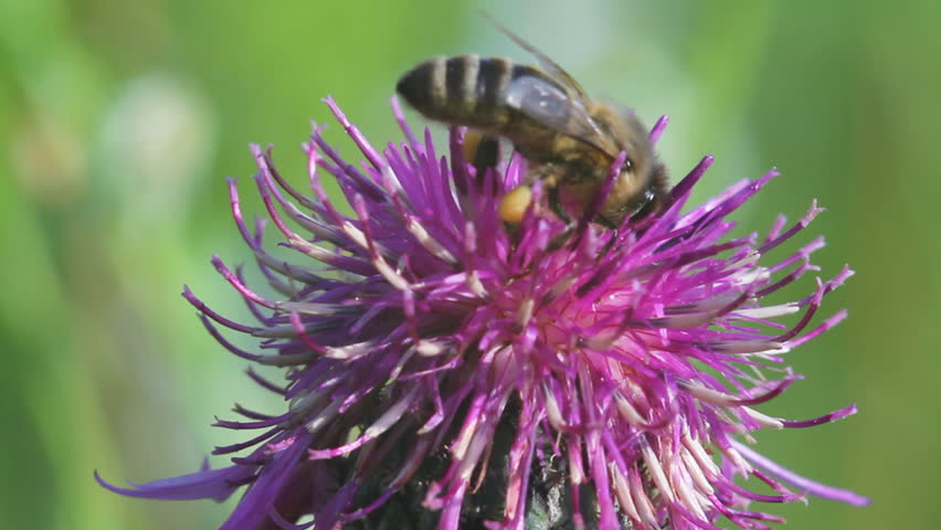 bee on a flower macro