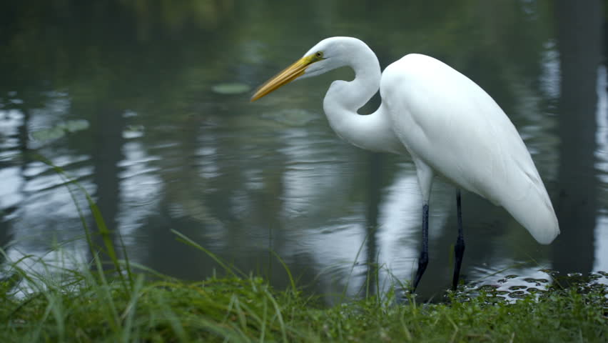 Beautiful Great Egret standing in shallow water and eating something taken from water