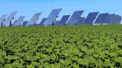 Environmental solar power plant beside fields of sunflower plants