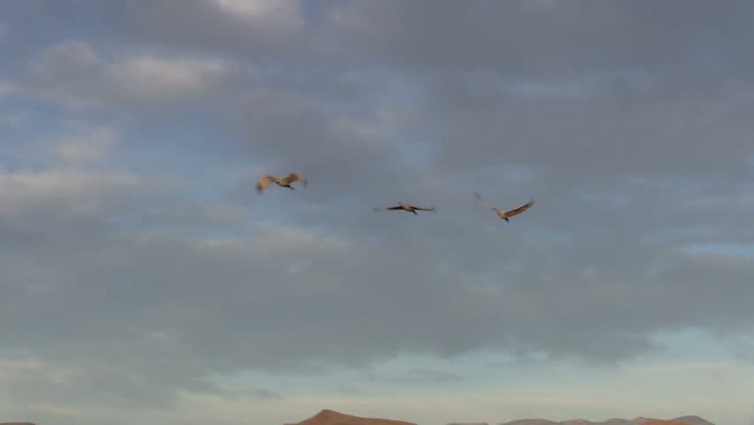 Sandhill Cranes Flying Over Bosque Del Apache NWR