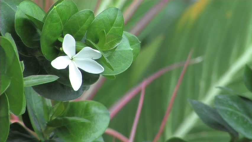 White flower