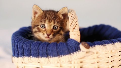 Cute kitten sitting in a basket and looking at something out of frame