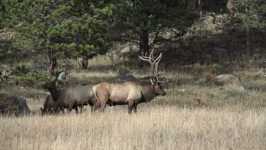 rocky mountain bull elk bugling while Stock Footage Video (100% Royalty ...