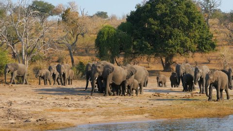 elephants herd family  walking on river bank of zambesi river chobe national park botswana africa
uhd 4k
