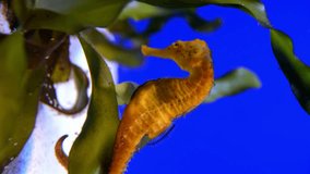 Yellow seahorse in aquarium.