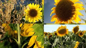 Split screen video of Texas Sunflowers blooming