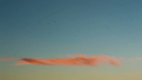 Birds Flying in Beautiful Colorful Sky at Sunset in Early Evening - Flock of Birds Fly above Clouds