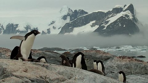 Penguin Adelie colony with snowy mountains at the background