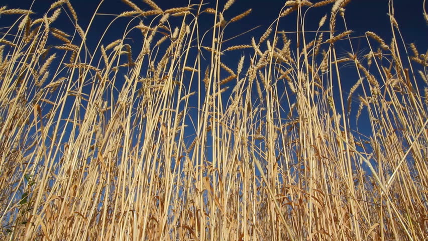 stalks of ripe wheat under a blue sky