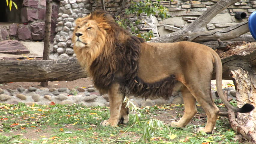 Индийский лев фото