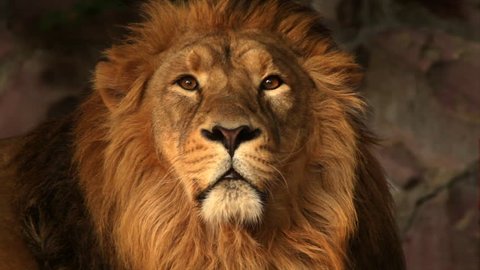 Eye contact with drowsy Asian lion in sunset light close up. Peaceful King of beasts, the biggest cat of the world, horoscope and zodiac symbol. Amazing beauty of the wildlife in excellent HD footage.