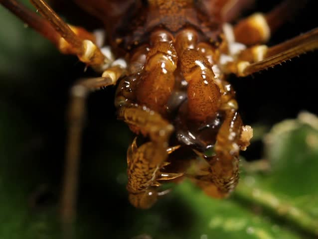 Giant harvest man or Phalangid feeding , At night in tropical rainforest, Ecuador PAL ASPECT RATIO