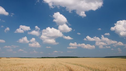 White clouds flying on blue sky over yellow oat field - Time-lapse
