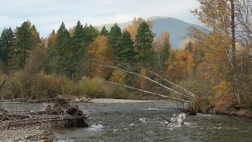 Adams River Autumn, British Columbia. The Adams River in autumn in British Columbia, Canada. Home to the world famous Sockeye Salmon spawning run.