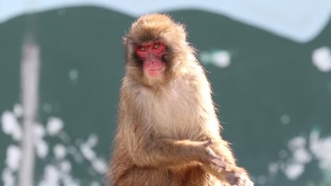 Snow monkey clap for food.