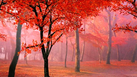 red maple leaves falling from the trees in autumn/fall morning,