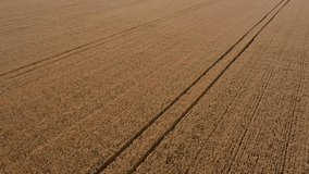 Aerial - Large wheat field