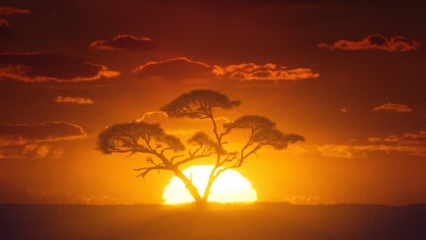 African sunrise timelapse. Acacia tree in the foreground.