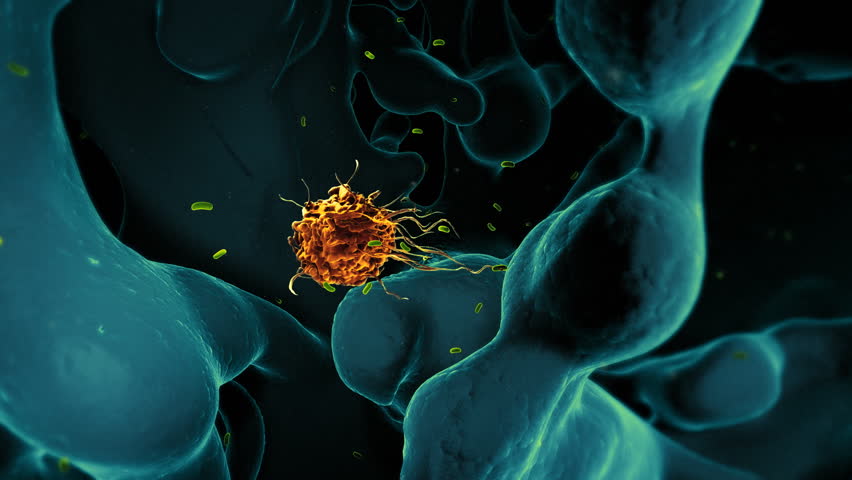 Macrophage or white blood cell  under the microscope eating bacteria.