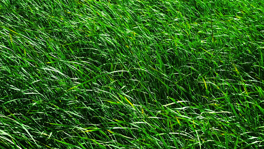 grass waving Stock Footage Video (100% Royalty-free) 8264815 | Shutterstock