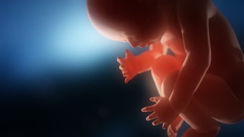 Human fetus sleeping in a womb closeup. Blue background.