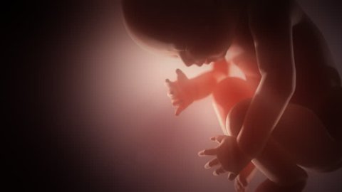 Human fetus in a womb closeup. Pink background.