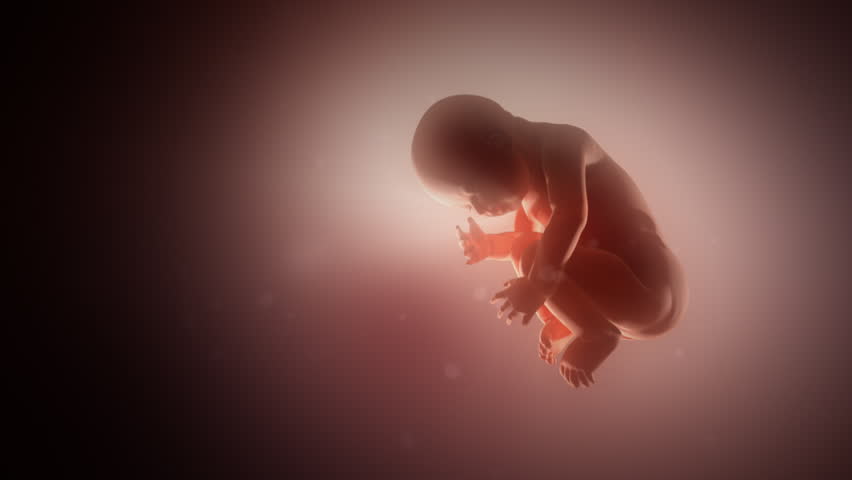 Human Fetus in a Womb Stock Footage Video (100% Royalty-free) 8265373