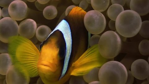 clown fish in anemone Close, red sea