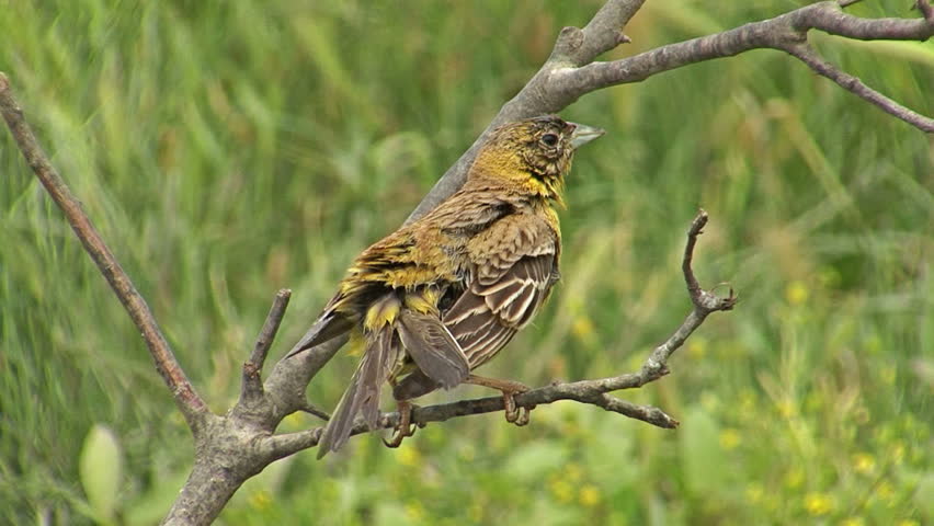Bird Black-headed Bunting bathing in the water during hot day in the summer, Emberiza melanocephala