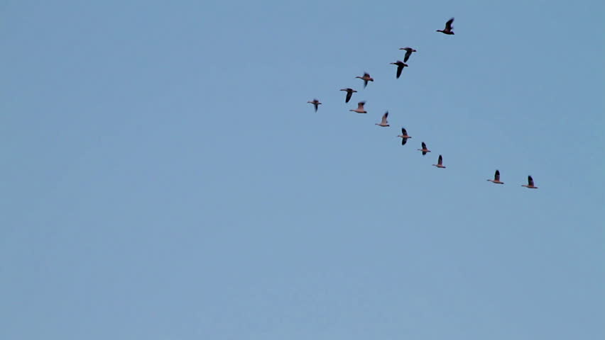 Group of Geese landing image - Free stock photo - Public Domain photo ...