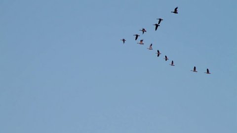 Water Fowl flying in formation.