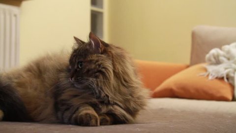 brown cat of siberian breed on the sofa